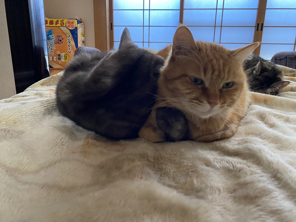 これかなあ #猫の日なので今まで撮った中で最高の猫写真貼る