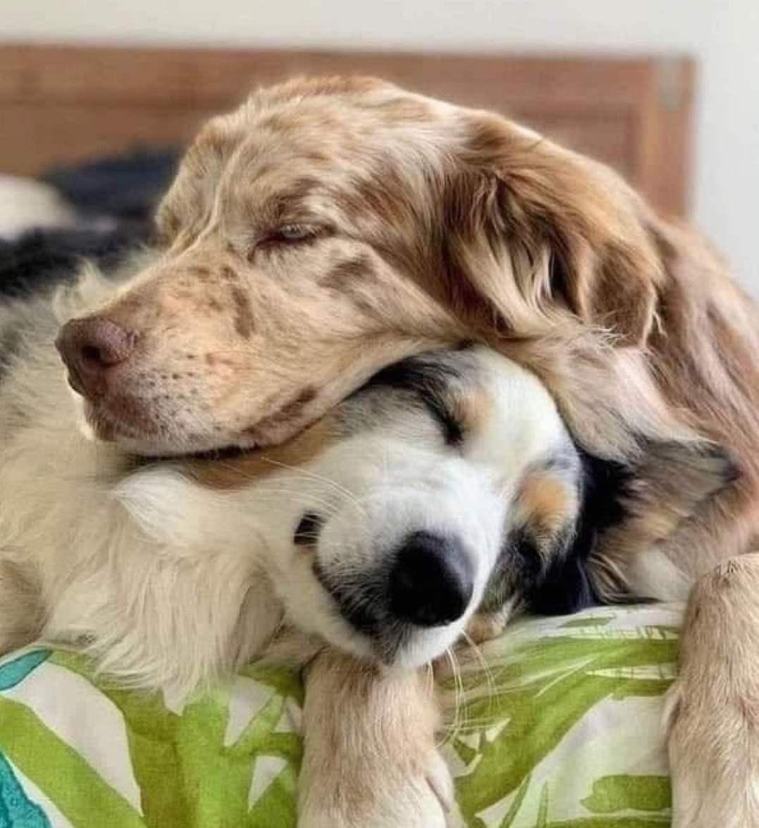 My dogs came into my life when the doctor told me I had cancer. I went to the shelter looking for a small dog to keep me company and adopted two large shelter dogs whose owner had recently died. They were so distraught and confused and couldn’t understand why they had been taken