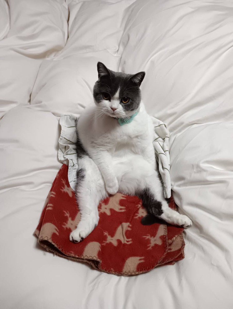 猫の日🐱🩷 うちの子ソラ君の面白姿🩷 #猫の日 #猫のいる暮らし𓃠