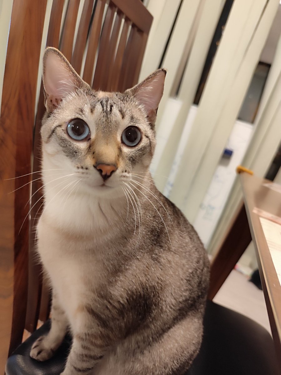 j_ashask's tweet photo. 頭蓋骨が見える程の大怪我をした状態で保護主さんに保護され、縁あってうちに来たシャムトラのしーちゃん(シエル)は早3歳、立派な大人猫に。
名前を呼ぶと、エアニャーしてくれるとても人懐こい甘えん坊です🐱🐱
 #シャムトラ
 #猫の日 https://t.co/2WHM2tuCA4