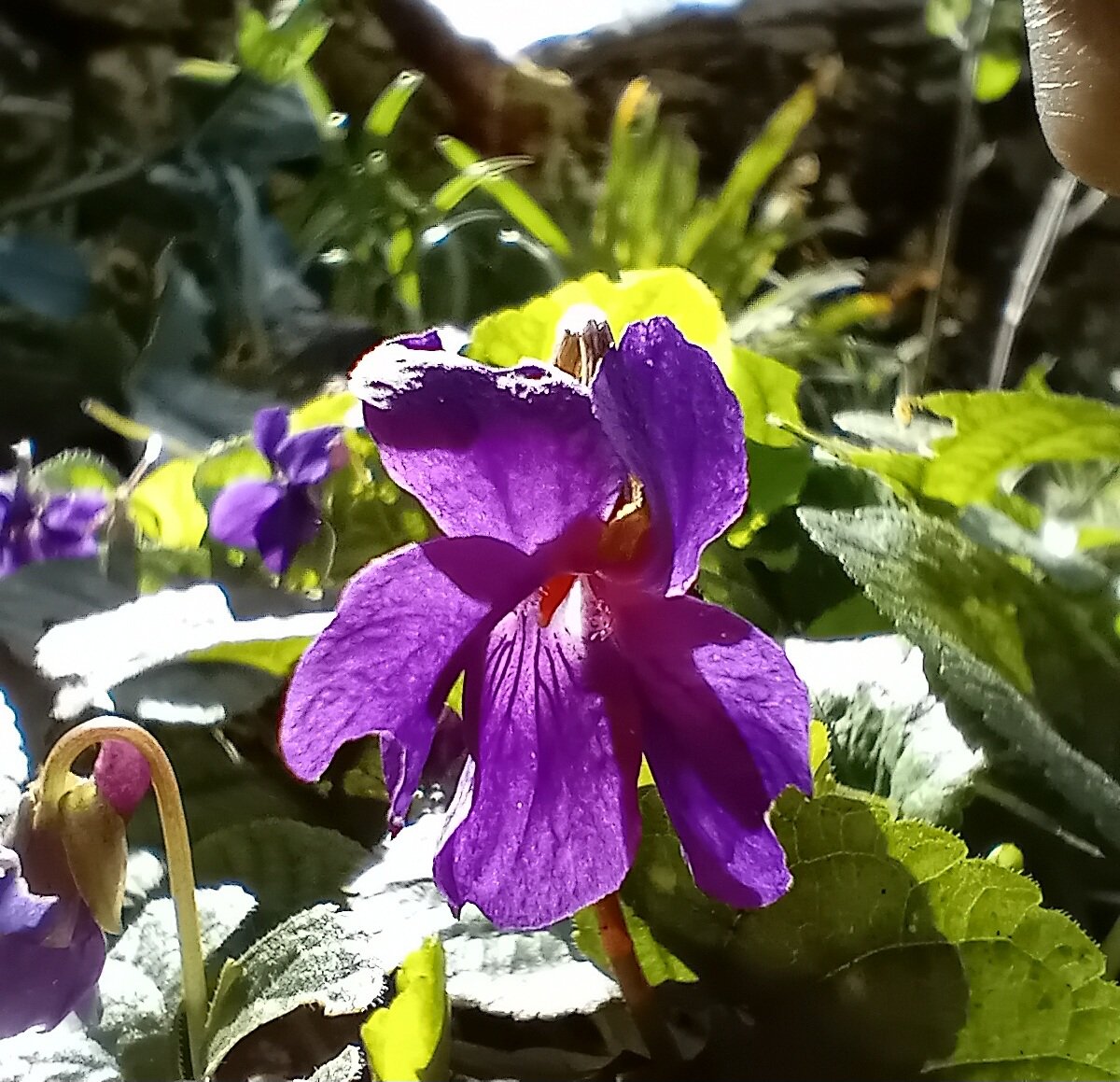 Caroline Scott tweet media