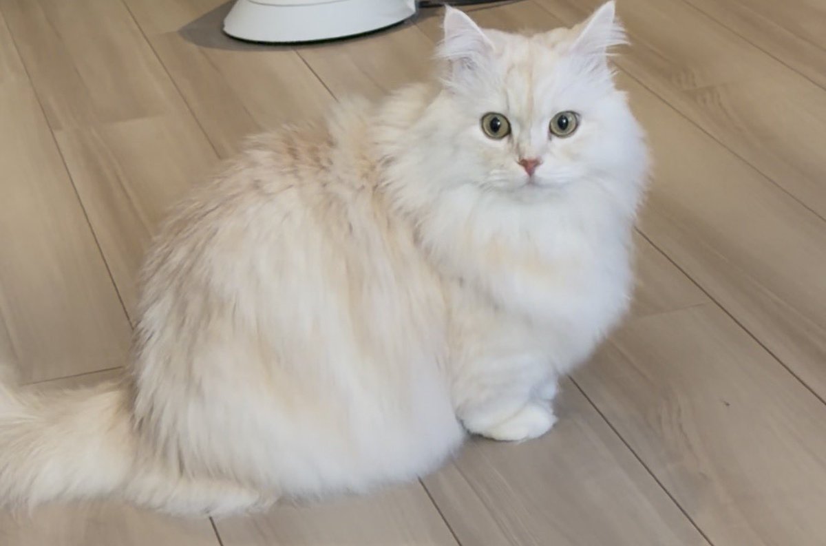 猫の日🐈
毎日癒しと自宅警備ありがとう🥹
#猫の日 #ミヌエット #マンチカン #ペルシャ