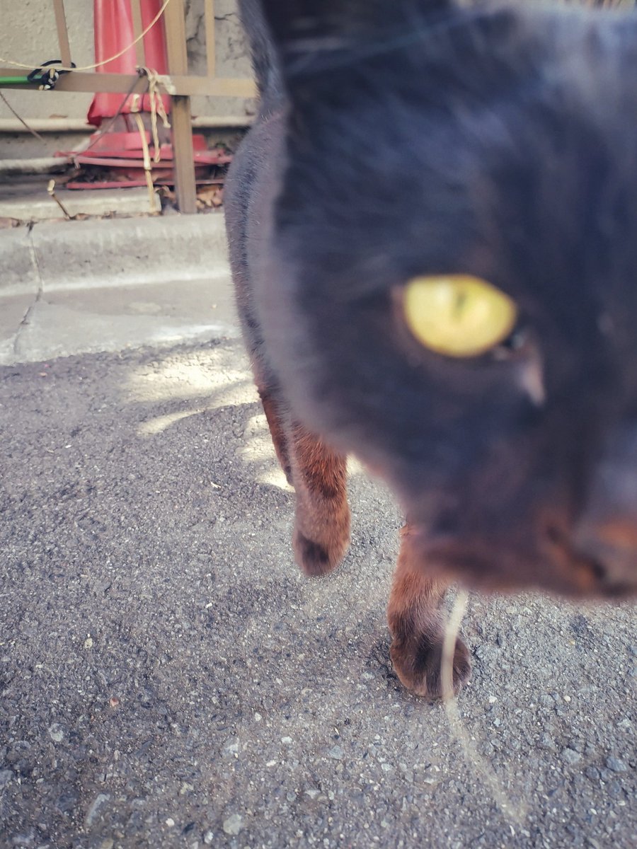 there836's tweet image. 86 #furryfriend #botchedportrait