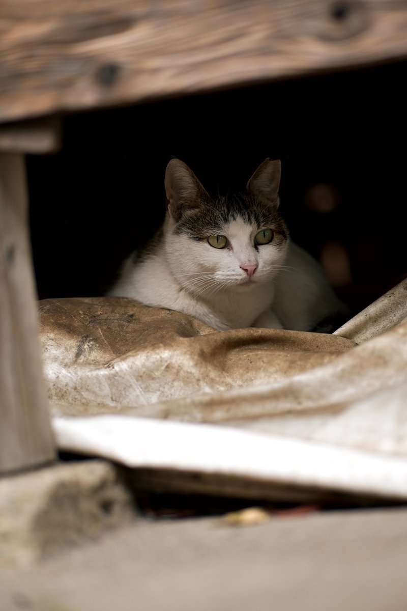 Nikon Zf Carl Zeiss Makro-Planar T* 100mm F2.8 AEJ #猫の日