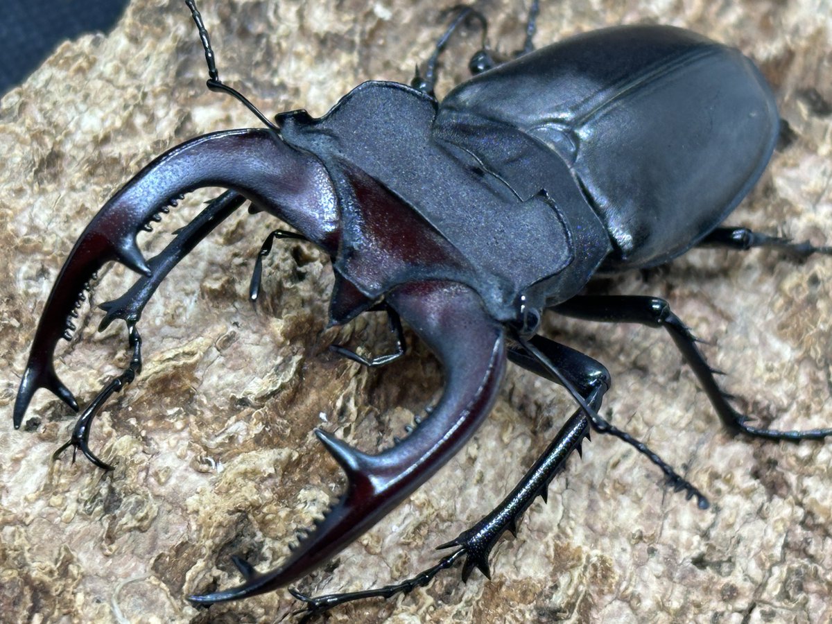 たえたそちゃんねる(@tae_chuber )飼育個体 南フランス産ケルブス