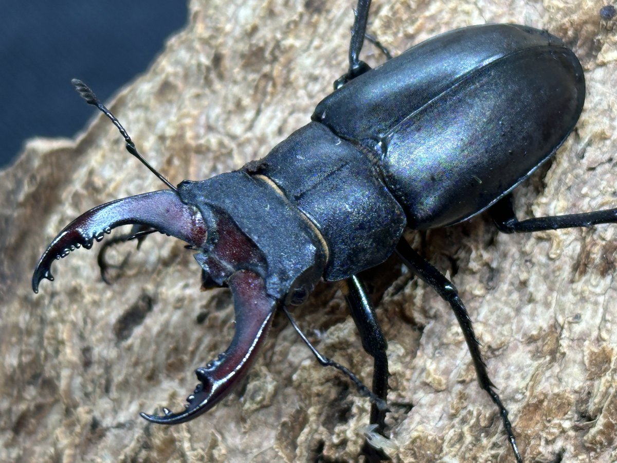 たえたそちゃんねる(@tae_chuber )飼育個体 南フランス産ケルブス