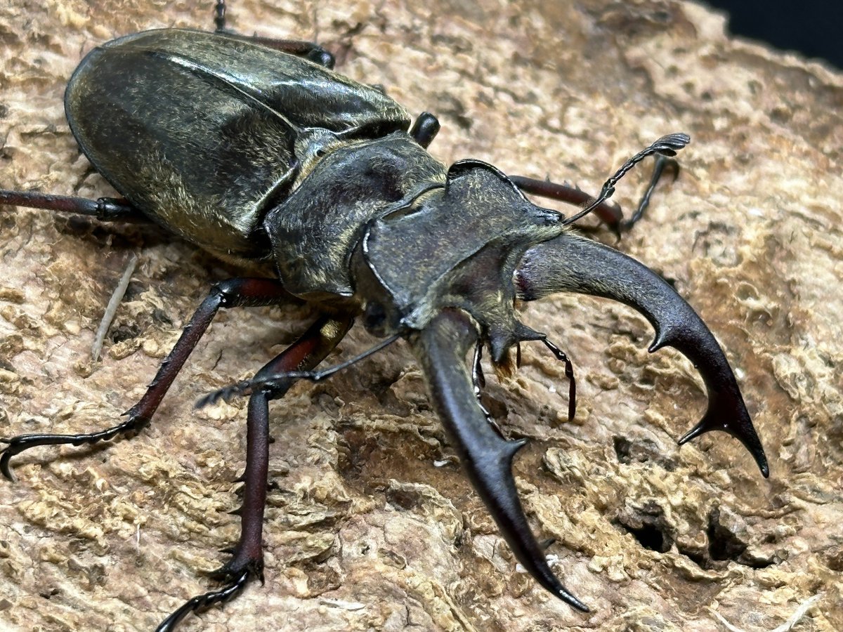 たえたそちゃんねる(@tae_chuber )飼育個体 南フランス産ケルブス