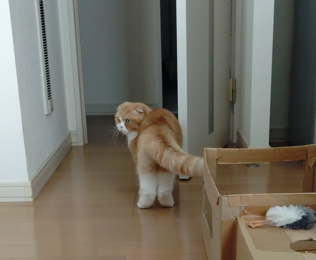 mofumomi's tweet photo. 後ろ姿が、好き😽
#ねこの日 #猫の日 https://t.co/yXN2A07XQF