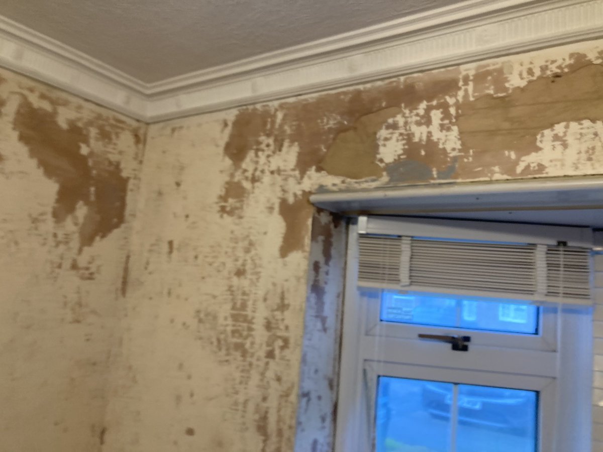 Pegasus Plasterers tweet media