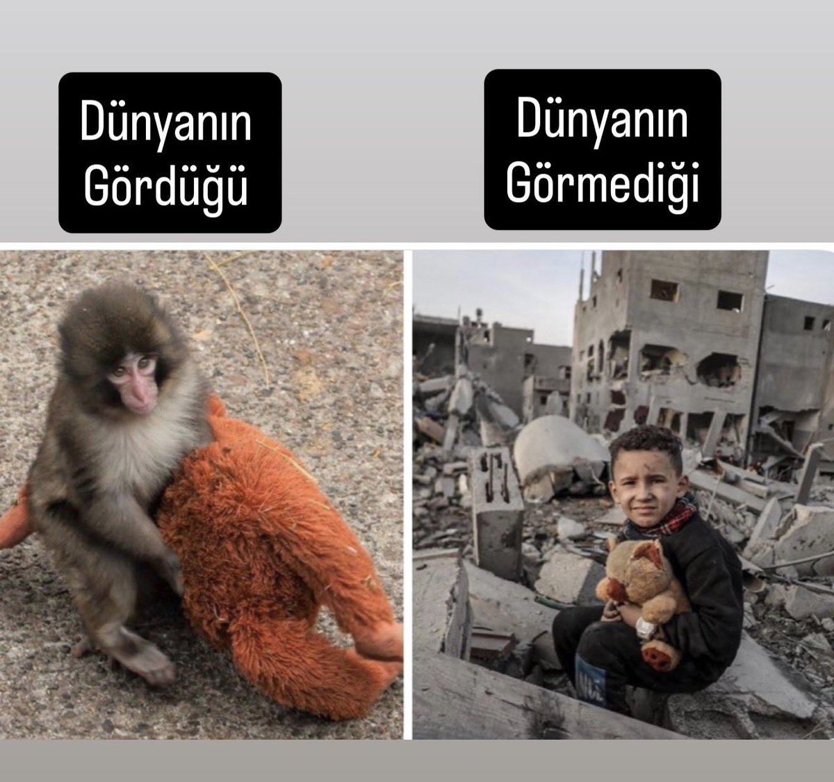 Dünya’nın gördüğü maymun! 
Görmediği İNSAN!