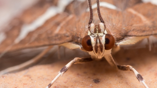 Insect Eyes Reflect Creation 

Amazing neurological abilities reflect creative design and incredibly detailed organization that befits an incredibly detailed and creative Designer. 
icr.org/article/insect…