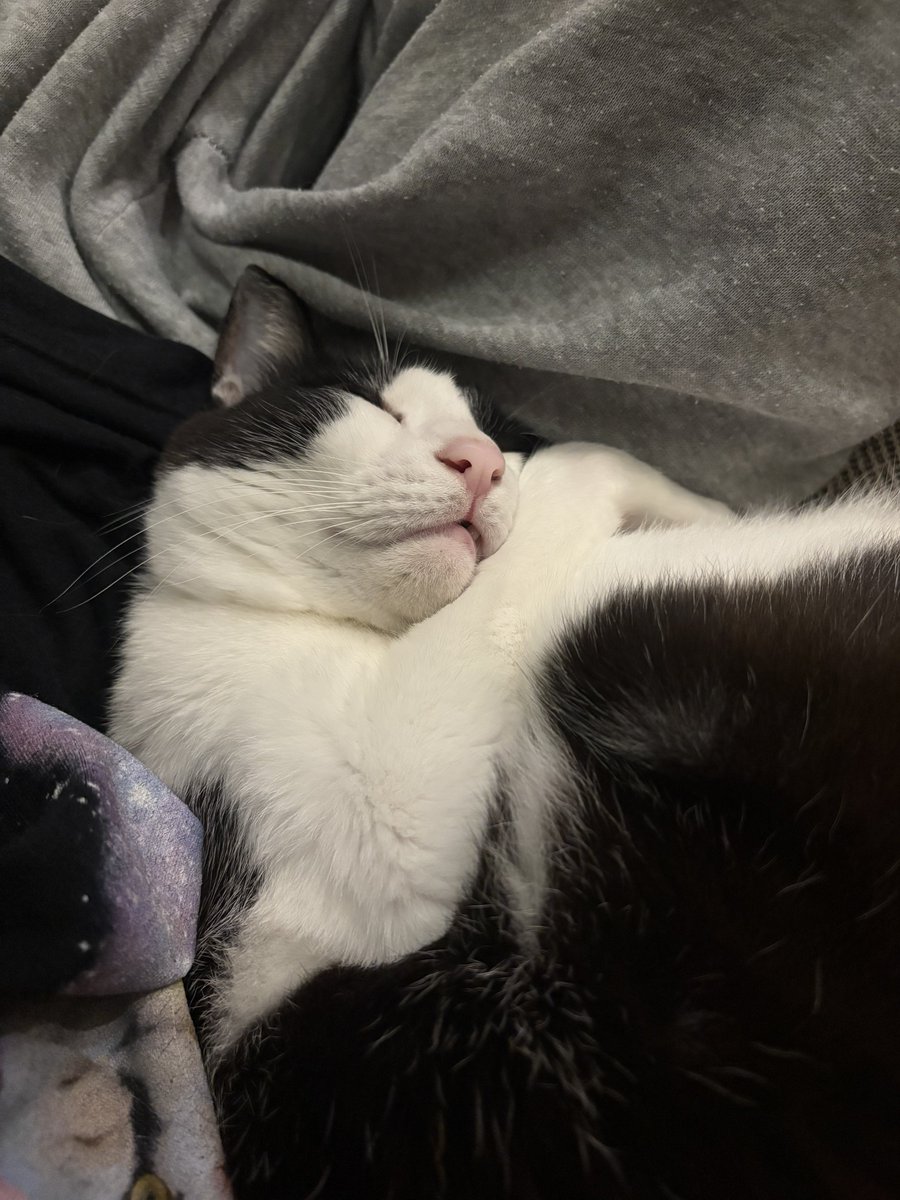 Post by 🌒 on X: 猫の日