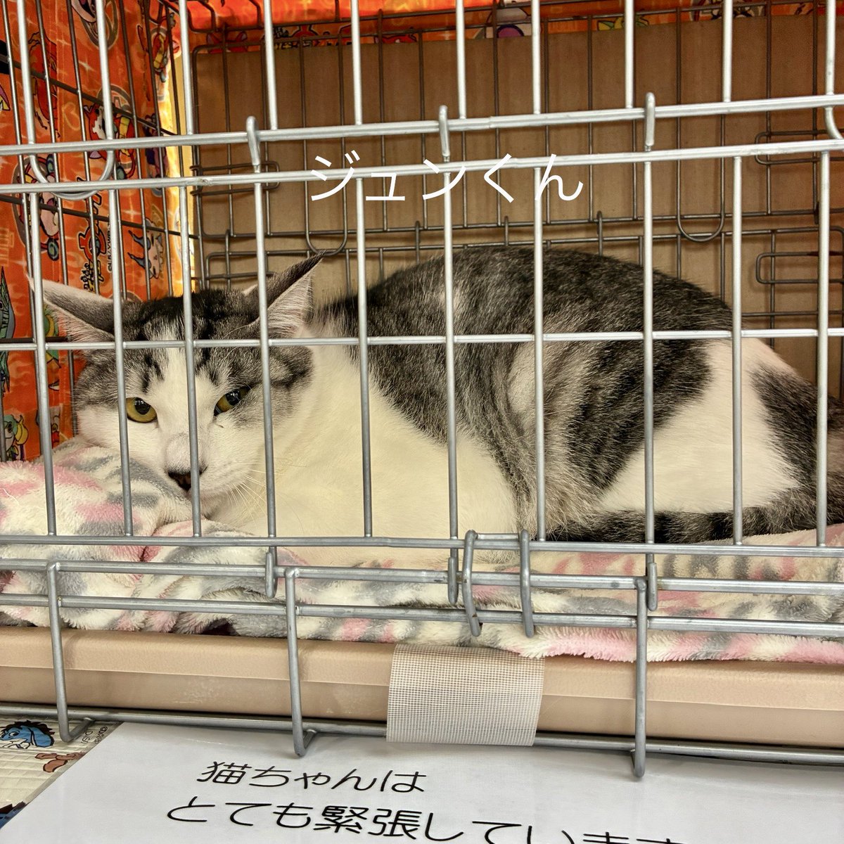 陽だまり猫の会－東京都あきる野市－ tweet media