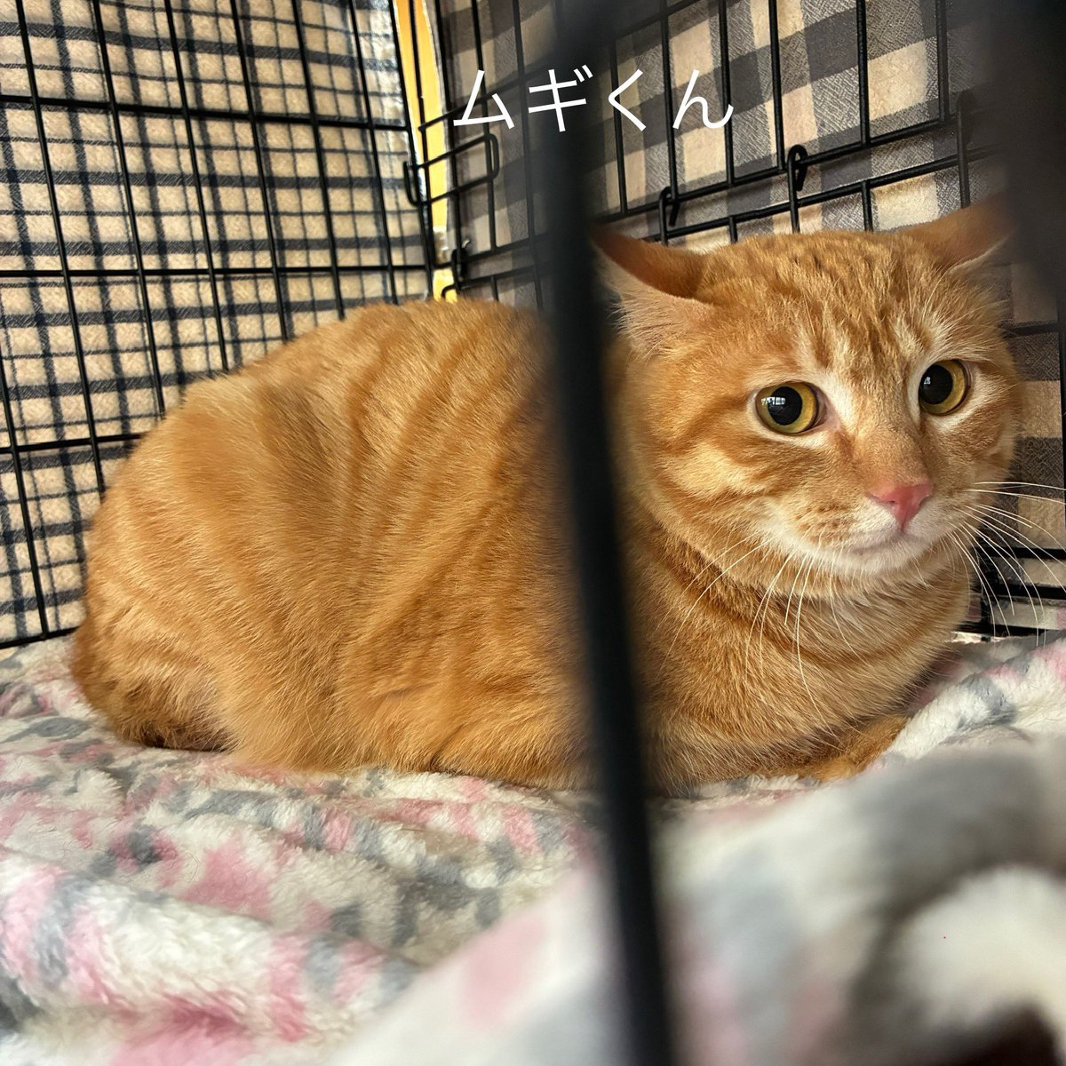 陽だまり猫の会－東京都あきる野市－ tweet media