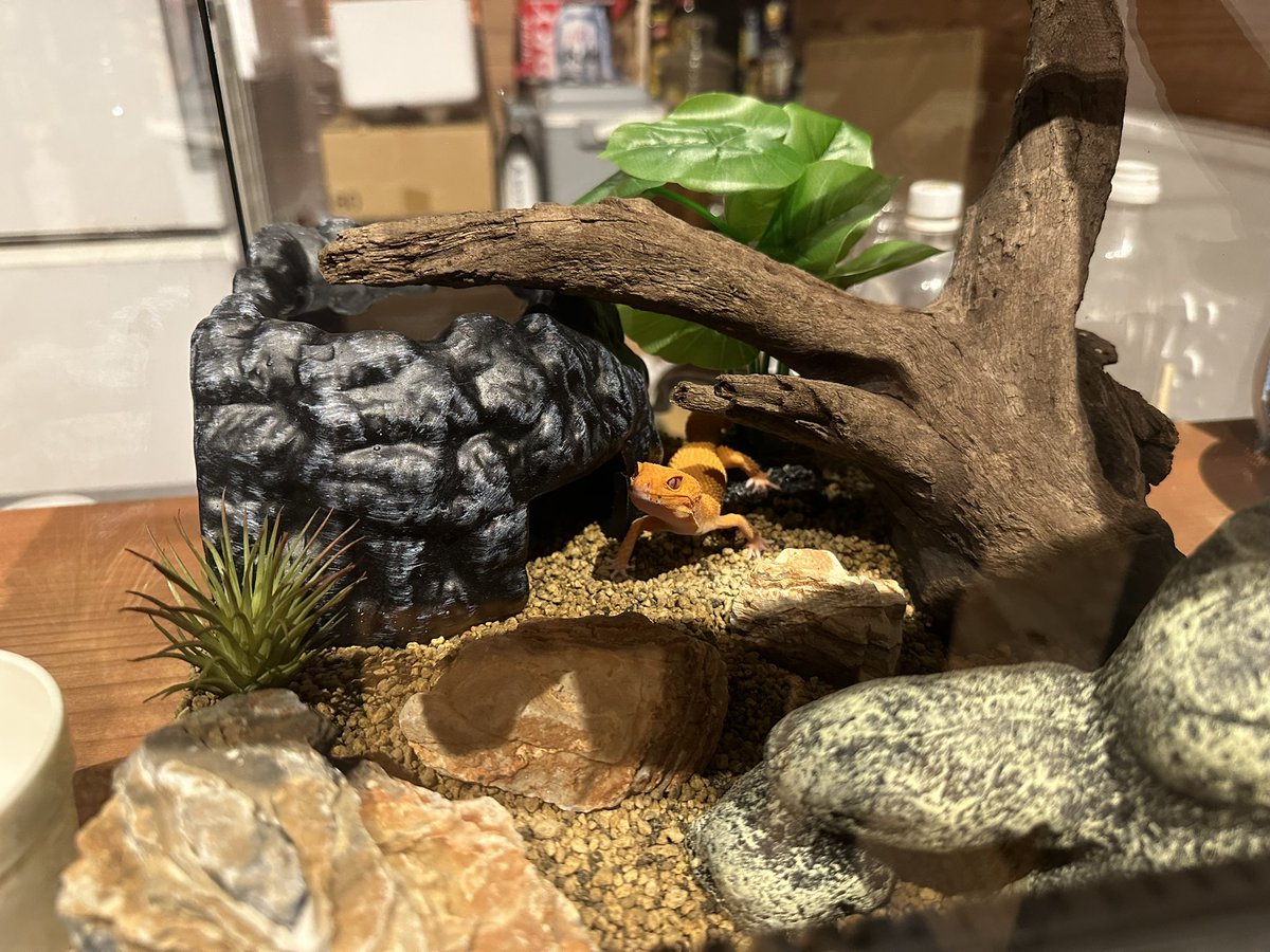 フレイさん入室です🦎