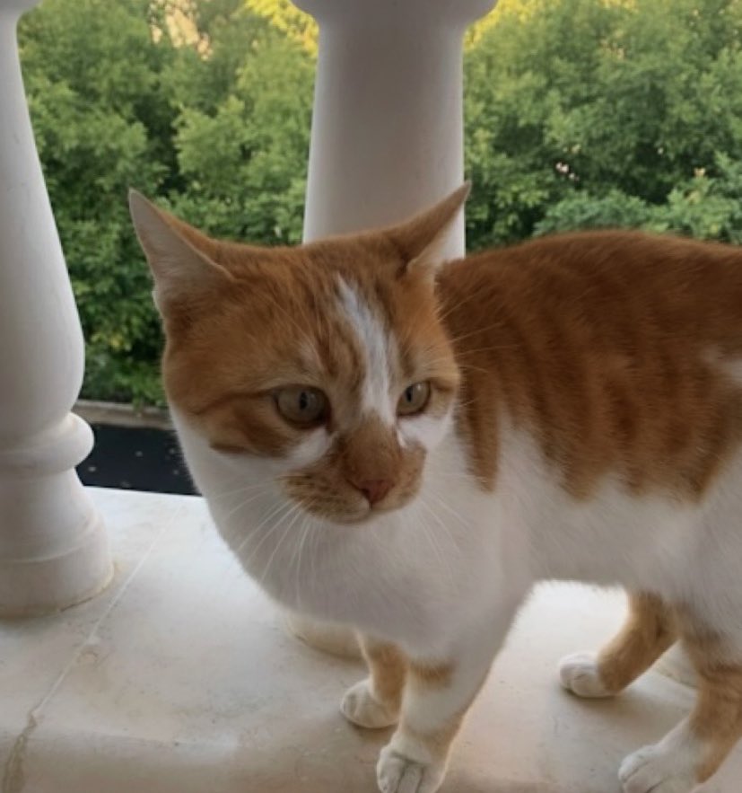 مظلوم البرتقالي