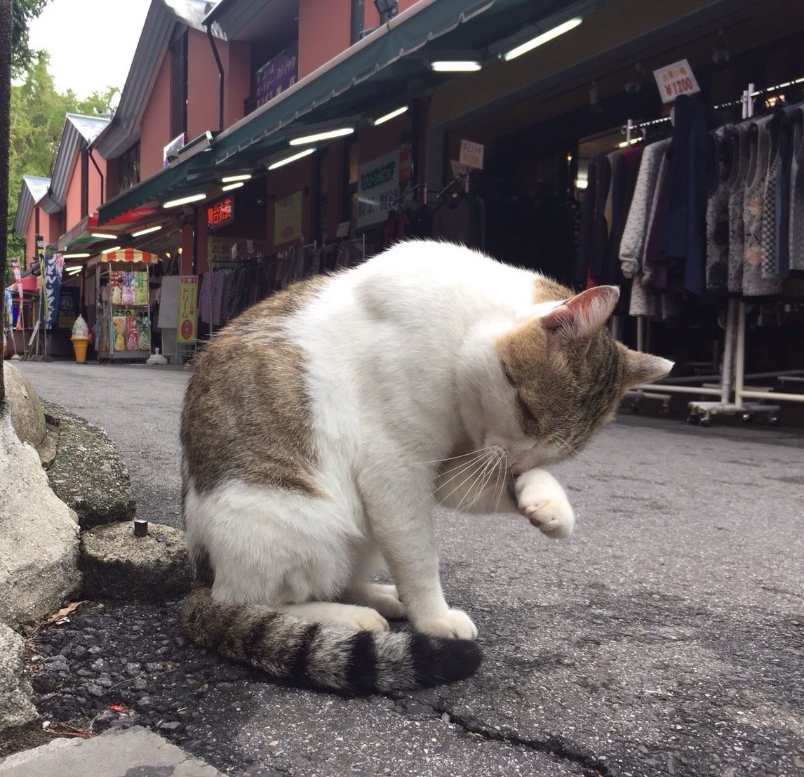 Post by だいすけ🍙 on X: #猫の日