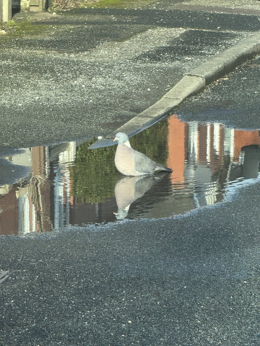 EverythingBury's tweet photo. Pigeon living its best life in Bury 🐦 https://t.co/Y2mLMdA1UF