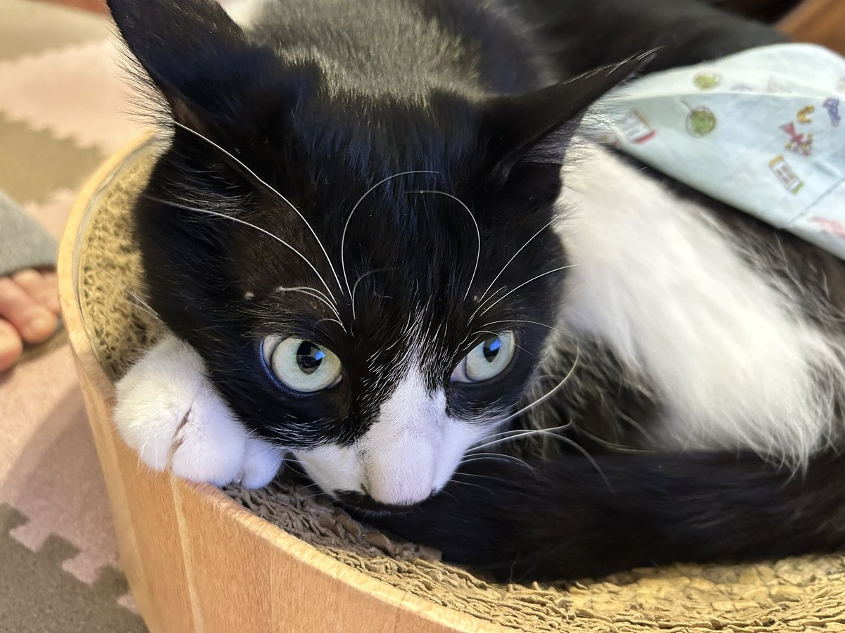 garamon00's tweet photo. 本日は猫の日という事で遅まきながら我が家の保護猫「福ちゃん」です。7キロの体重は維持しております。未だかつて「シャー」はした事がありません。以上ご報告でした。 https://t.co/KulfdArjUN