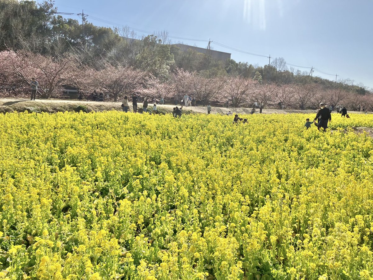 naa_424's tweet photo. 東大山の河津桜まつり2026へ行ってきました☺️
河津桜と菜の花がとても綺麗でした🥺
#東大山の河津桜　#さくらまつり https://t.co/3fLtfVeoAt