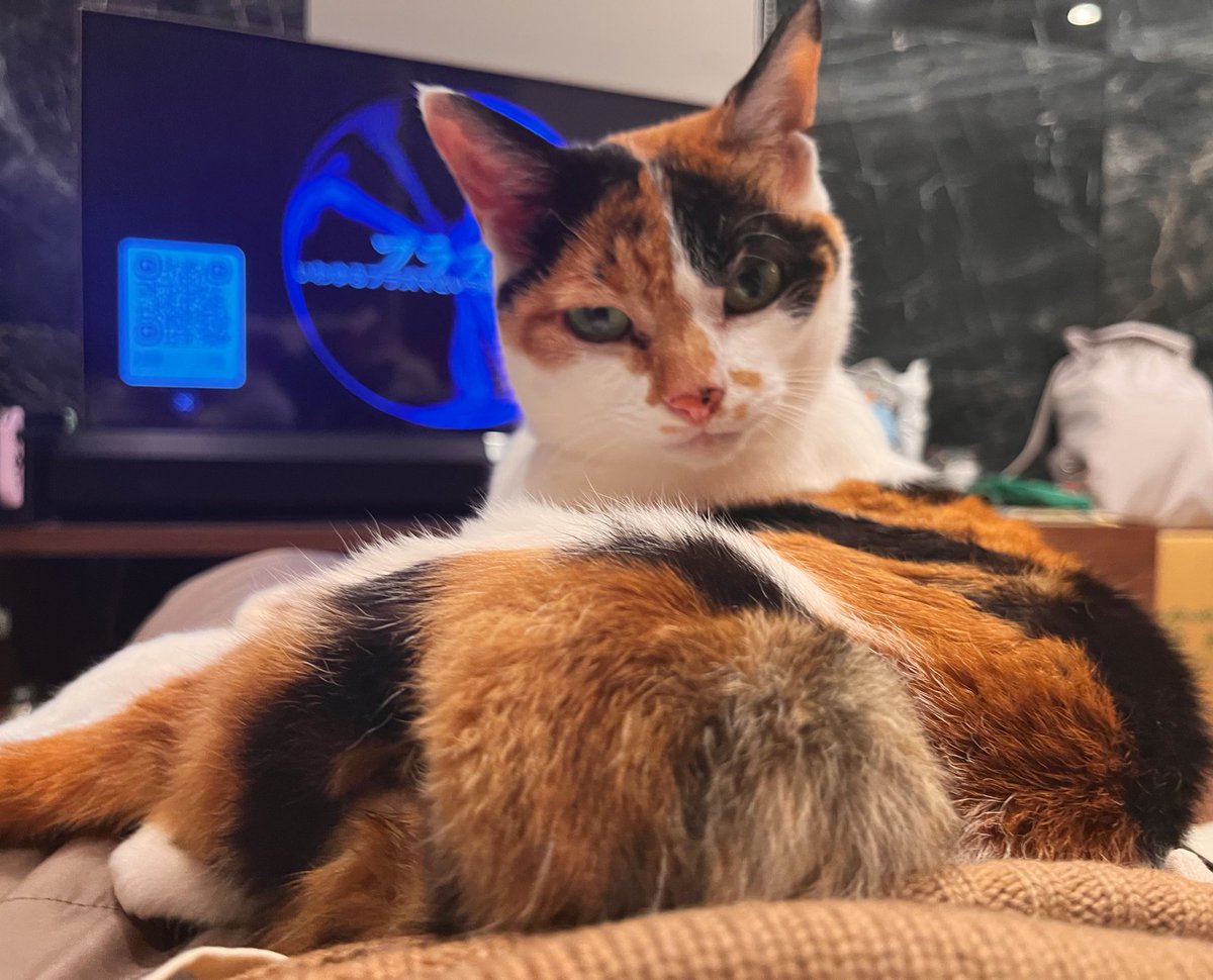 そういえば今日にゃんにゃんにゃんの日じゃないか！！

ということで！
ソラちゃんです🐈お納めくださいませ✨