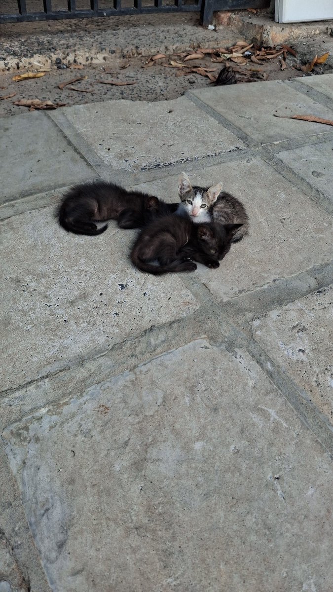 jelobrit's tweet photo. Comunidad mascotera Otra vez yo 😪 estos michis estan sólitos y uno de ellos muy flaquito, me pueden ayudar a transitarlos? O adopción? Me encargo de llevarlos 🙏🙏🙏 @NGinzo @MascoterosPy https://t.co/4EHBMqqtmd