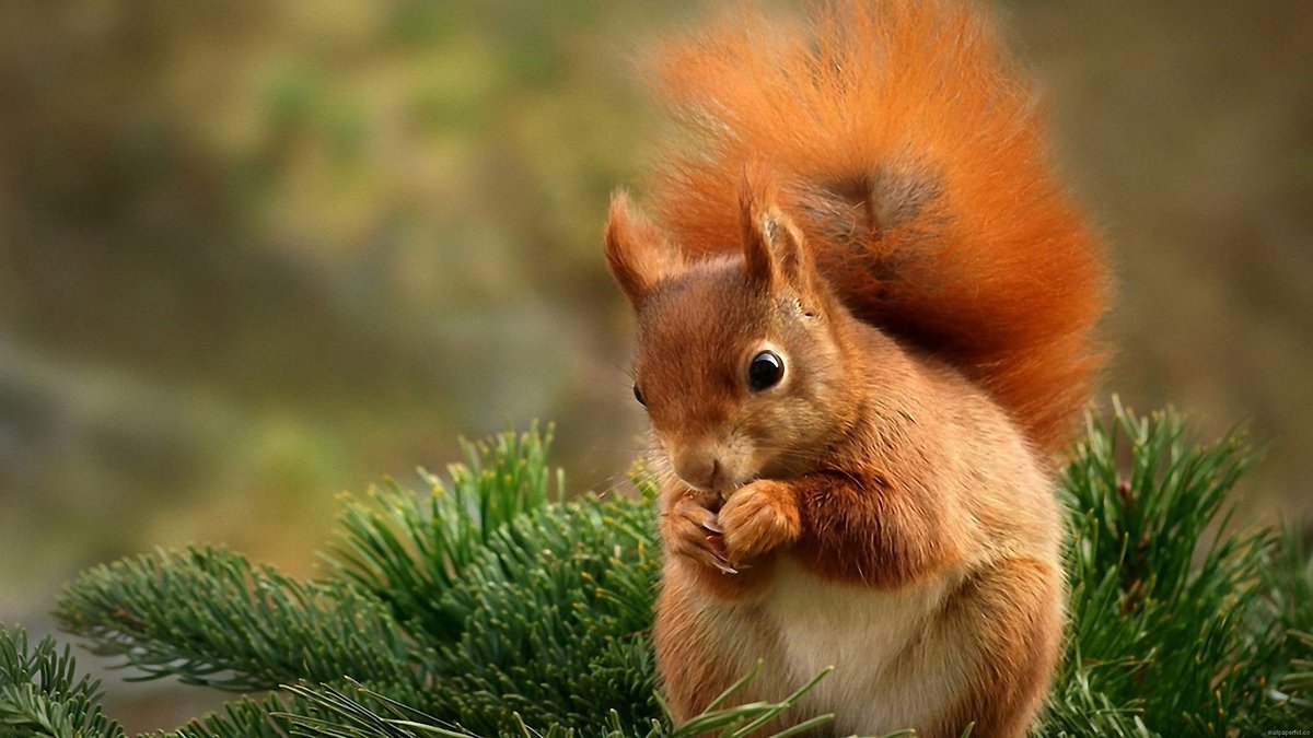 INTEGRITY_4U's tweet photo. Cute Squirrel https://t.co/dmBnp2UNpZ
