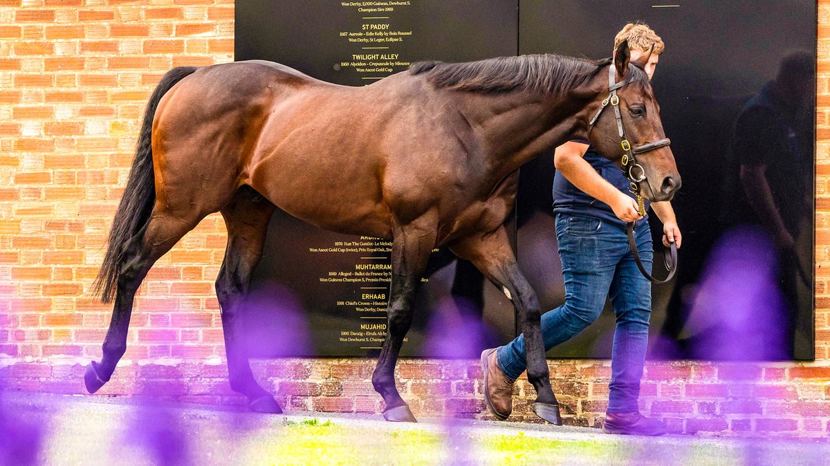 Racing Post Bloodstock tweet media