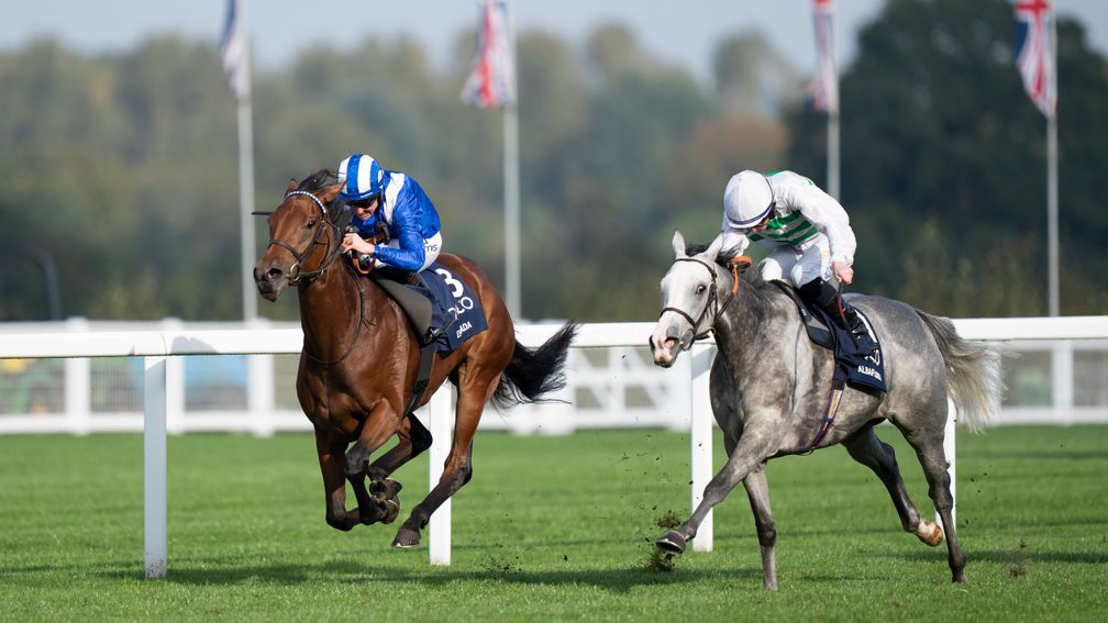 Racing Post Bloodstock tweet media