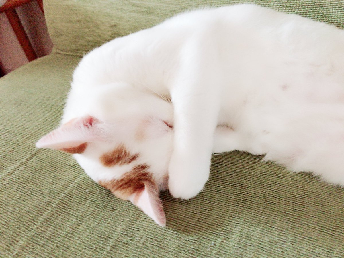 せっかくの #ねこの日 なので…

私の最推し🐱ぼさつ( ΦωΦ )
愛称は【ぼーちゃん】

他人の家(🅿️ちゃん家の子)だけどw

はぁ会いたい🥹🫶🏻︎💕︎︎