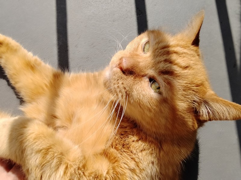 asu_tsubaki's tweet photo. #猫の日
レンちん。
17歳くらいで、うちの子になって15年目(* ´ ꒳ ｀*)
ベランダでのんびり日向ぼっこ。 https://t.co/dKkVQhZUa3