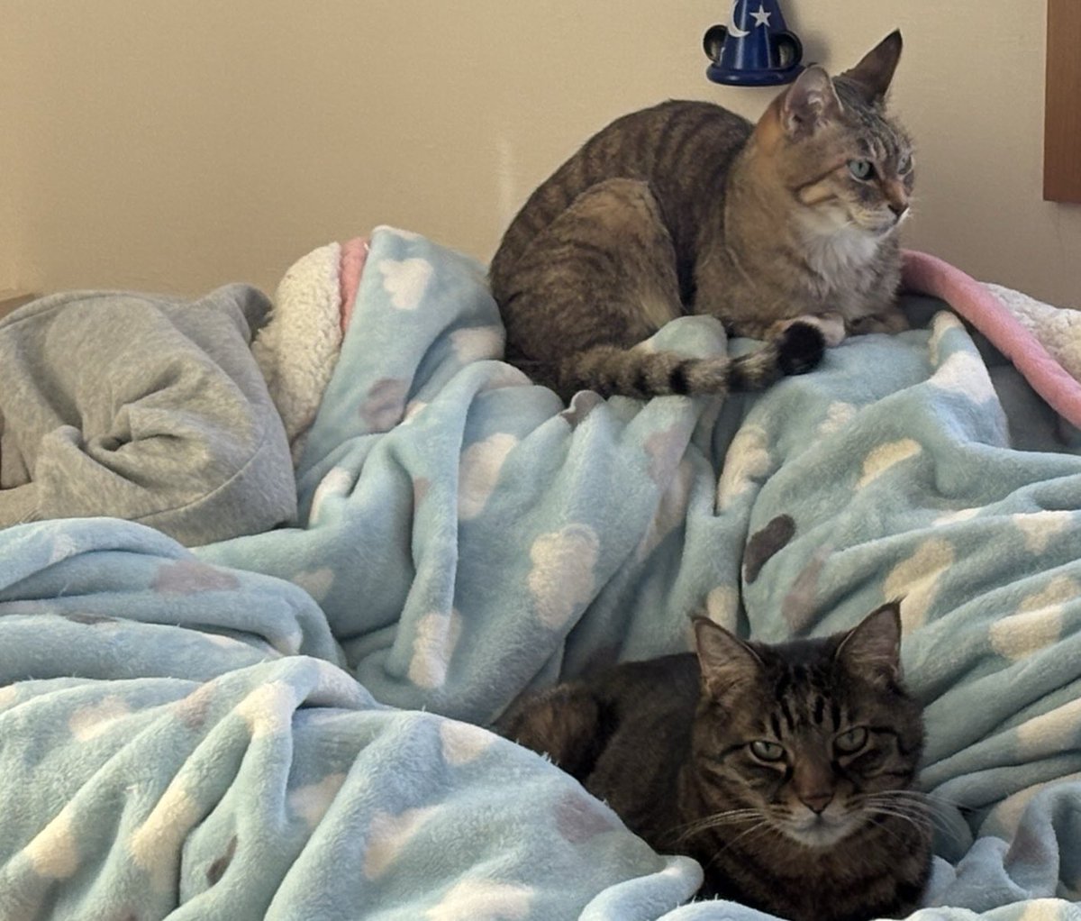 追加でうちのニャンコ×2も載せる😻🫶🏻😻 つなさんはネコ様たちの下僕