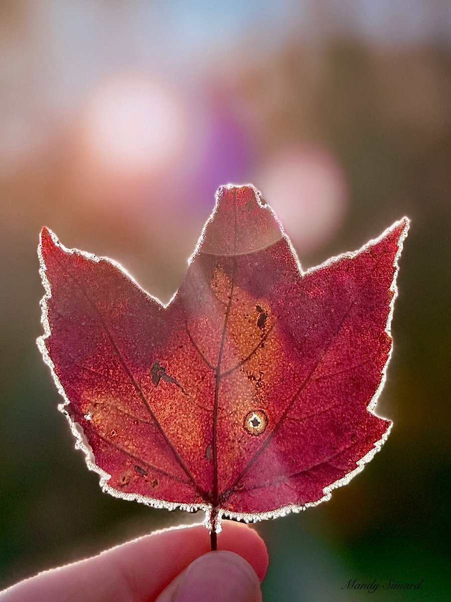 Mandy Simard tweet media