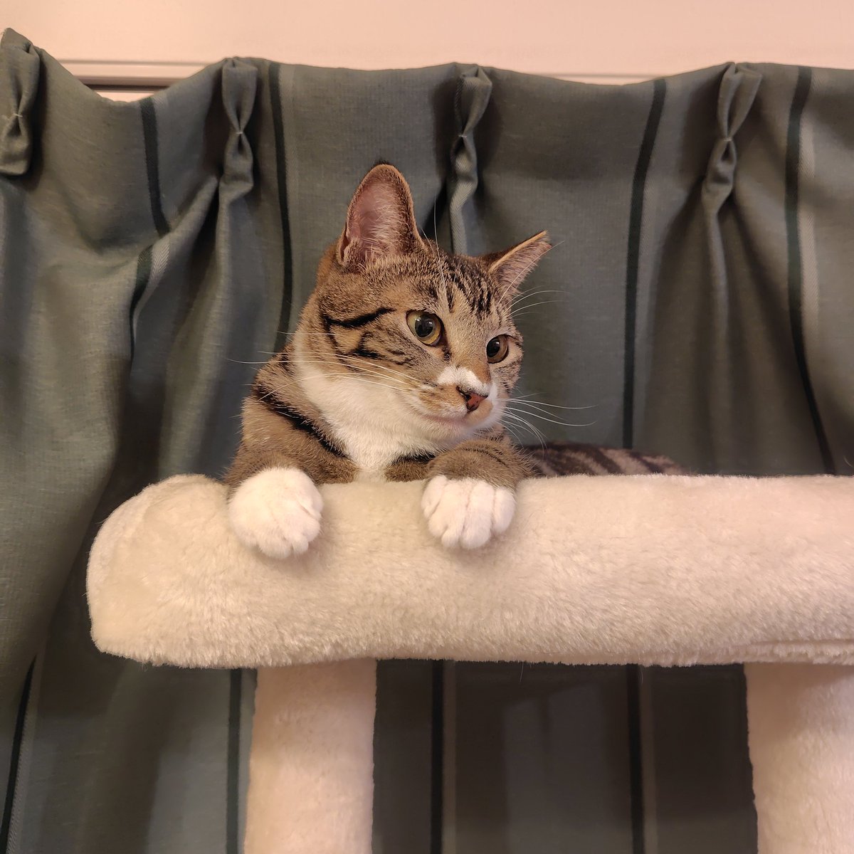 nf_gd219's tweet photo. 猫の日だから最近お迎えした猫ちゃんコンビの写真あげちゃお
実家の猫たちも元気です https://t.co/tJ0AKgXiUr
