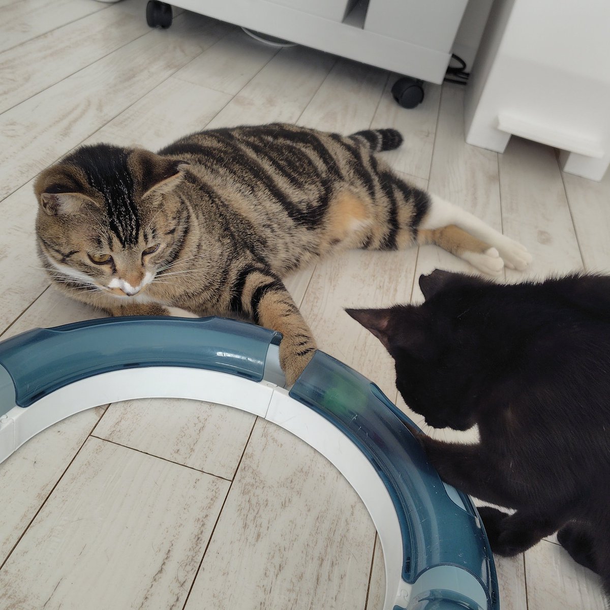 nf_gd219's tweet photo. 猫の日だから最近お迎えした猫ちゃんコンビの写真あげちゃお
実家の猫たちも元気です https://t.co/tJ0AKgXiUr
