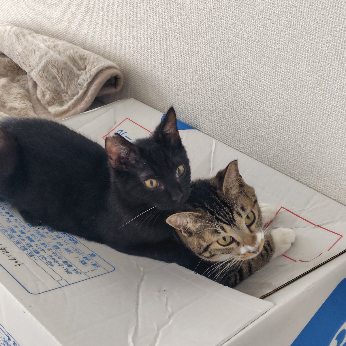 nf_gd219's tweet photo. 猫の日だから最近お迎えした猫ちゃんコンビの写真あげちゃお
実家の猫たちも元気です https://t.co/tJ0AKgXiUr