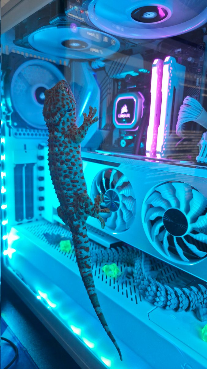 Vito di Salvo 🐉💙💚🦎 tweet media