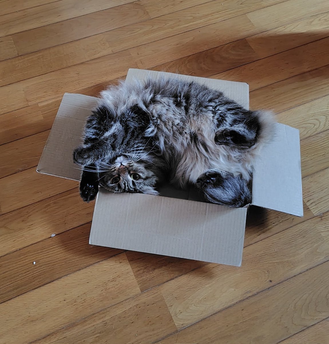 実家のおキャット様(ΦωΦ) 保護した経緯で『賽銭丸』と名付けようとした