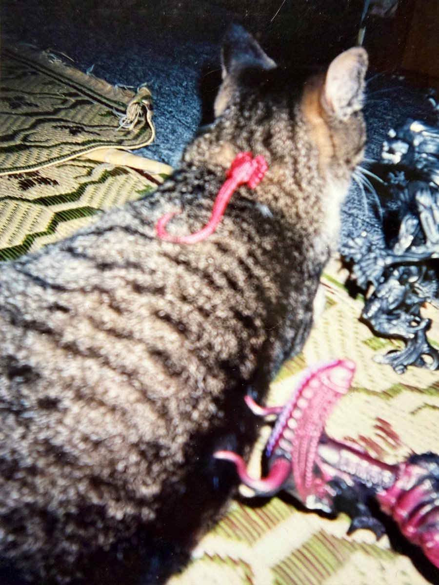 龍月(Tatsuki) tweet media