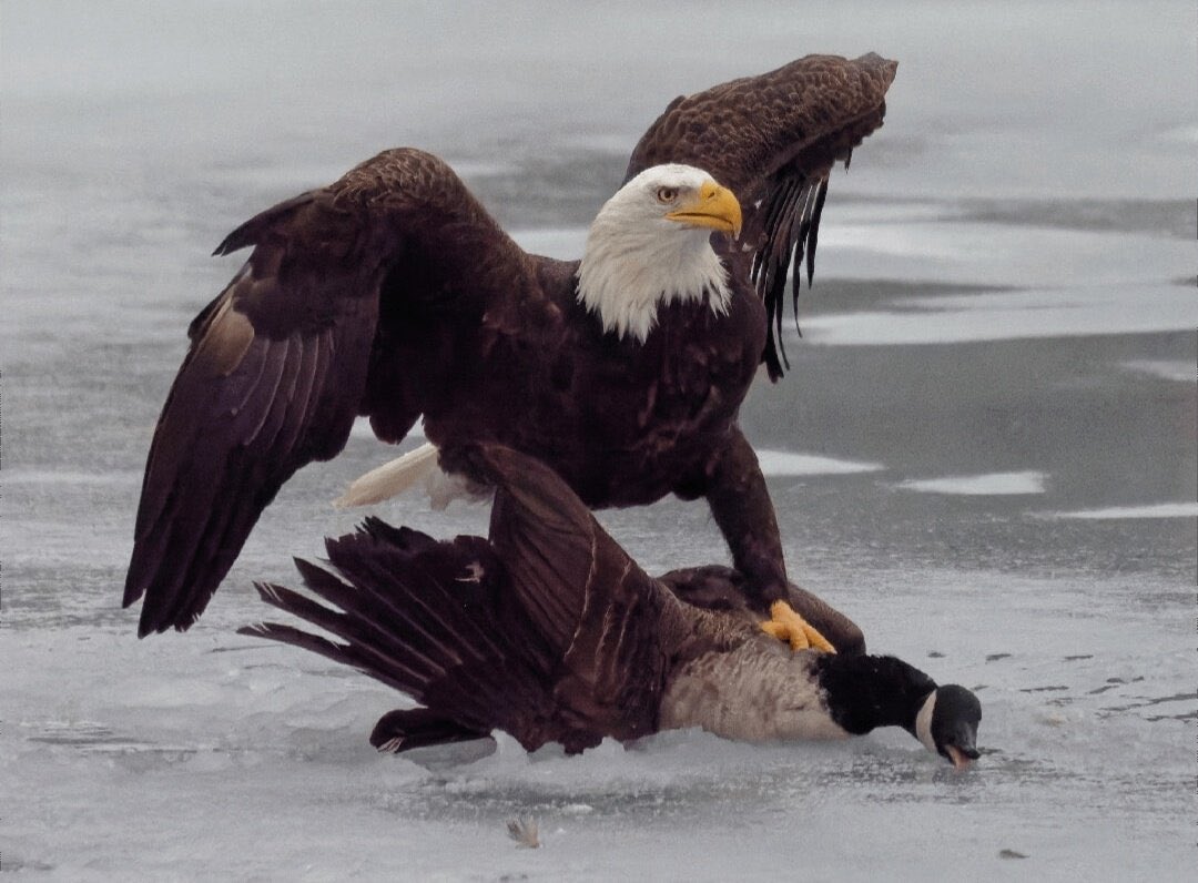 RYJ0Resells's tweet image. 1-0 USA 🇺🇸