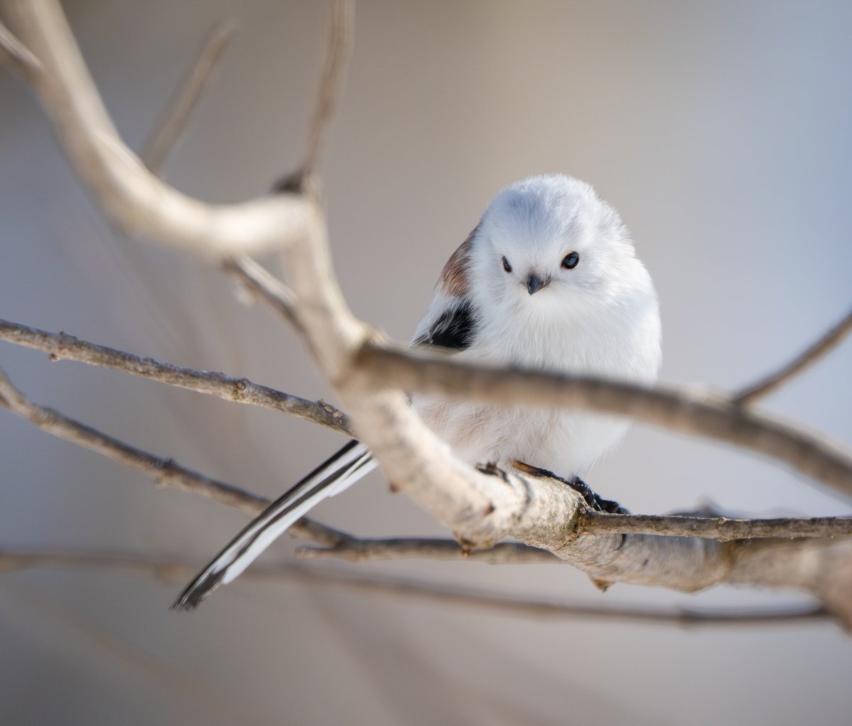 KayのPhotoBook tweet media