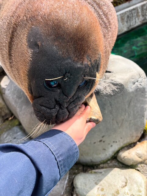 箱根園【公式】 tweet media