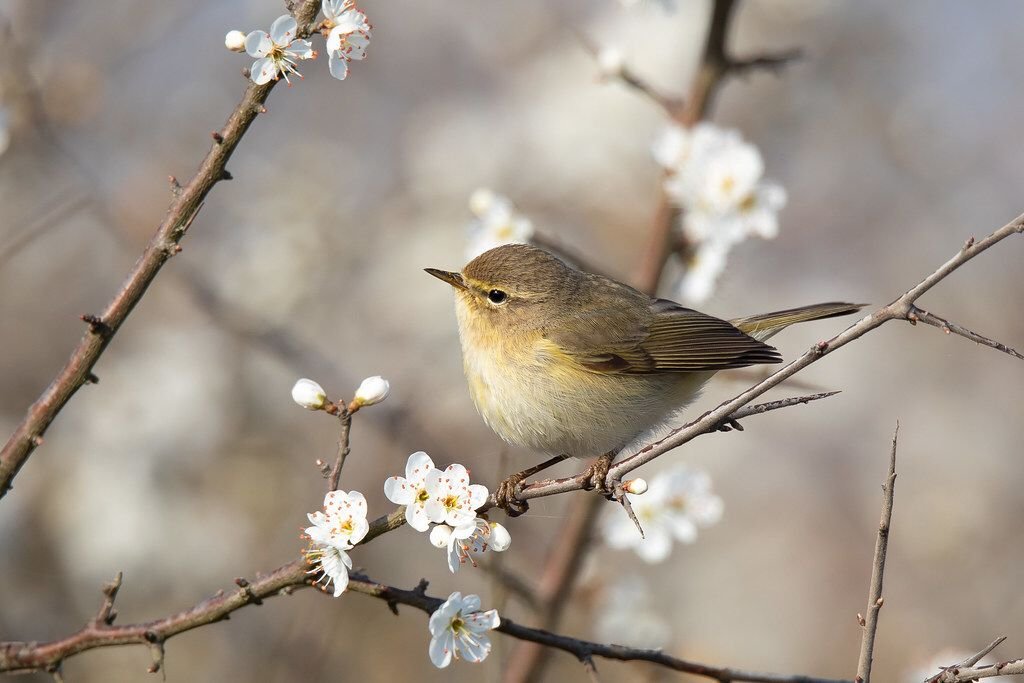 Wie die Blüte schöner ist als der Stengel
der sie doch treibt
sind schöner die Gedichte des Glücks

Wie der Vogel schöner ist als das Ei
wie es schön ist wenn Licht wird
ist schöner das Glück

Und sind schöner die Gedichte
die ich nicht schreiben werde

Hilde Domin
♱ 22.02.2006