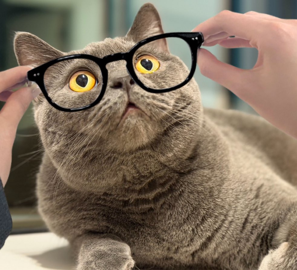 ニャンゴロー (@nyanta35508) / Posts / X