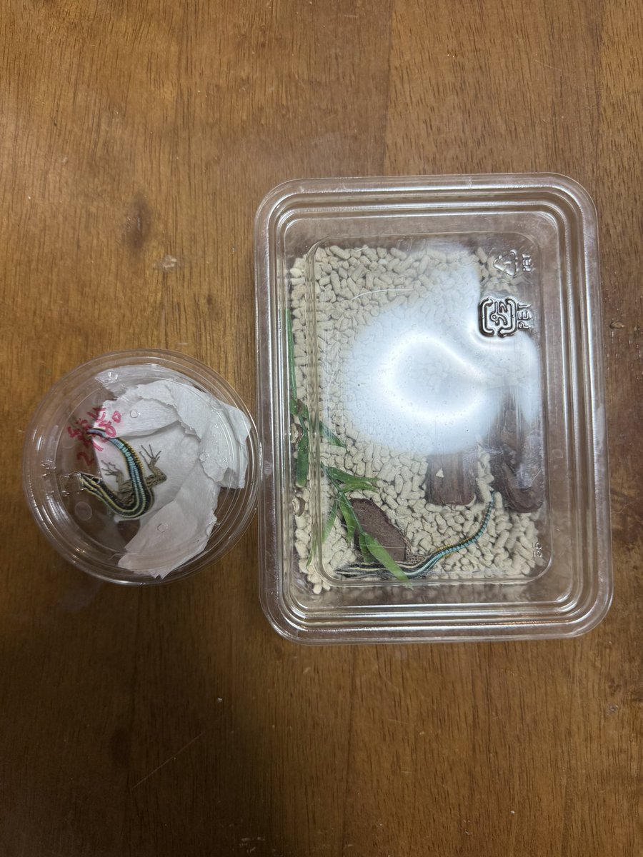 トカゲ枠空いてたので、爬虫類倶楽部仙台店(@89_sendaiyamato)からメス