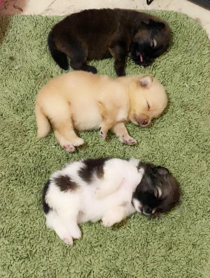 Popularpuppies © tweet media