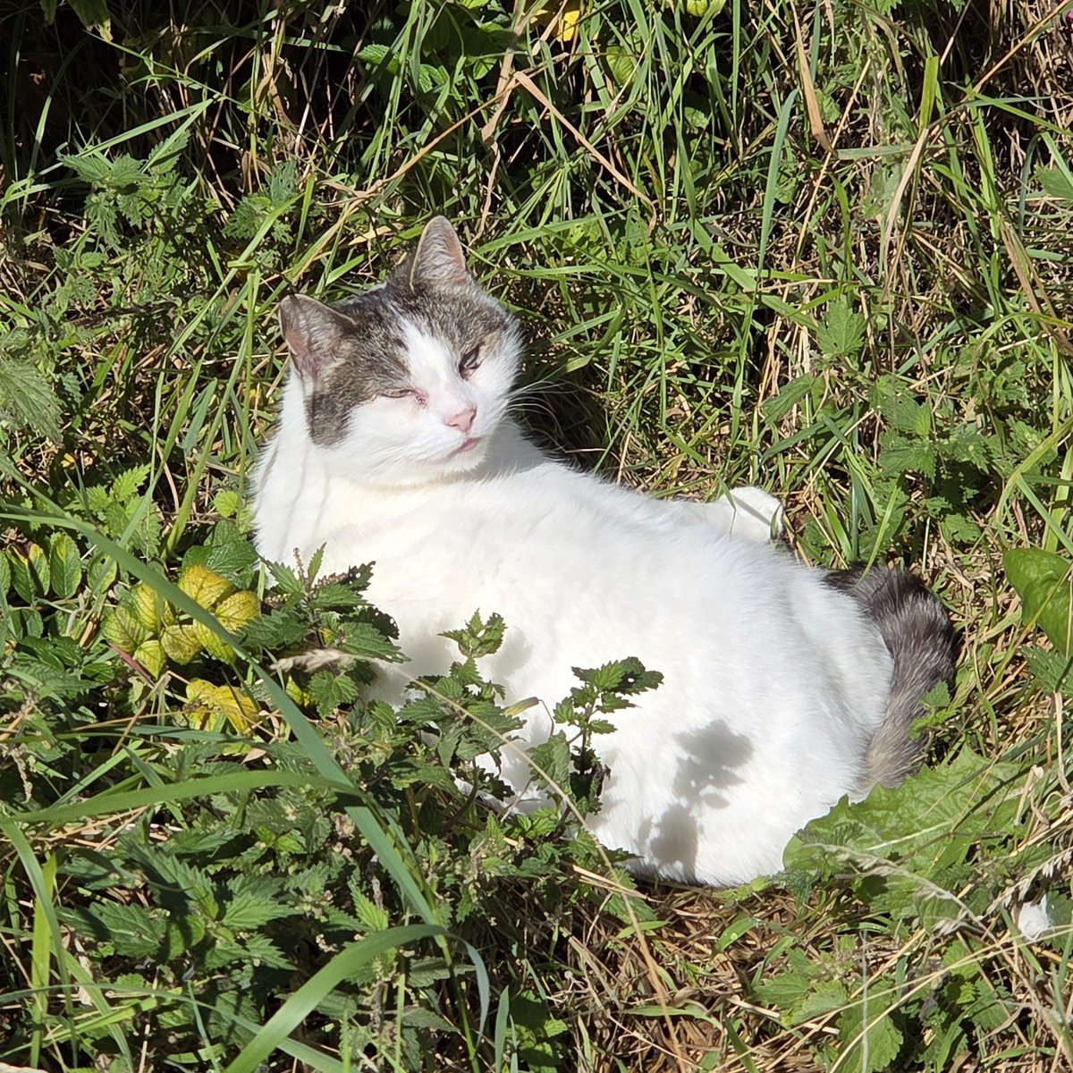 A l i s o n tweet media