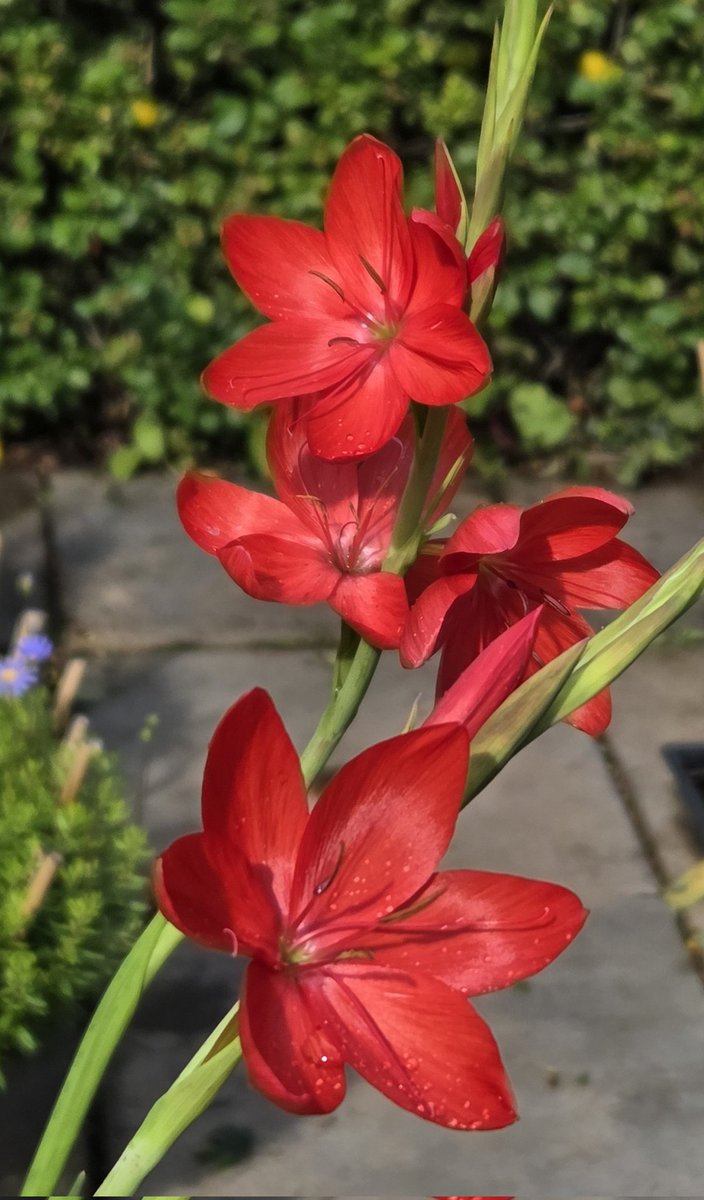 A l i s o n tweet media