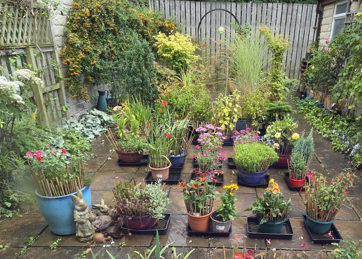 A l i s o n tweet media