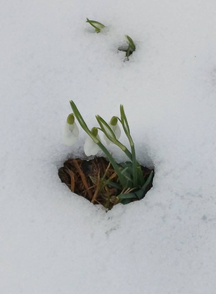 "Because the world is so full of death and horror, I try again and again to comfort my heart and pick the flowers that grow in the midst of hell."

Hermann Hesse